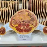 Digihuman HD Tomography 3D Printing Model ECDH-Int DP