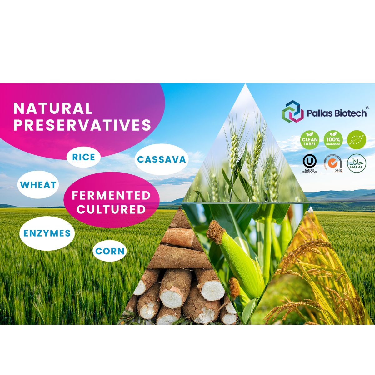 FERMENTED WHEAT/CORN/RICE