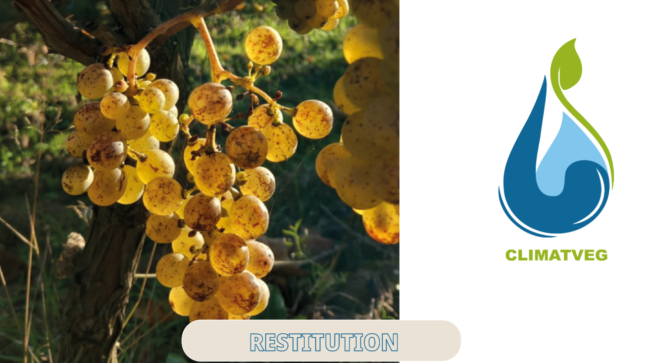 Leviers d’adaptation face au changement climatique en systèmes viticoles et impact de différentes conduites d’entretien de l’inter-rang