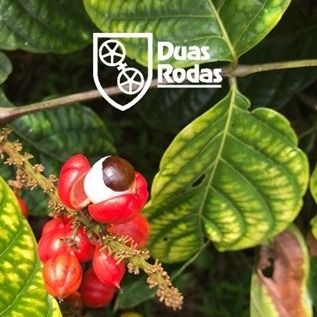 Discover the Power of Guaraná: Brazil’s treasure for the world