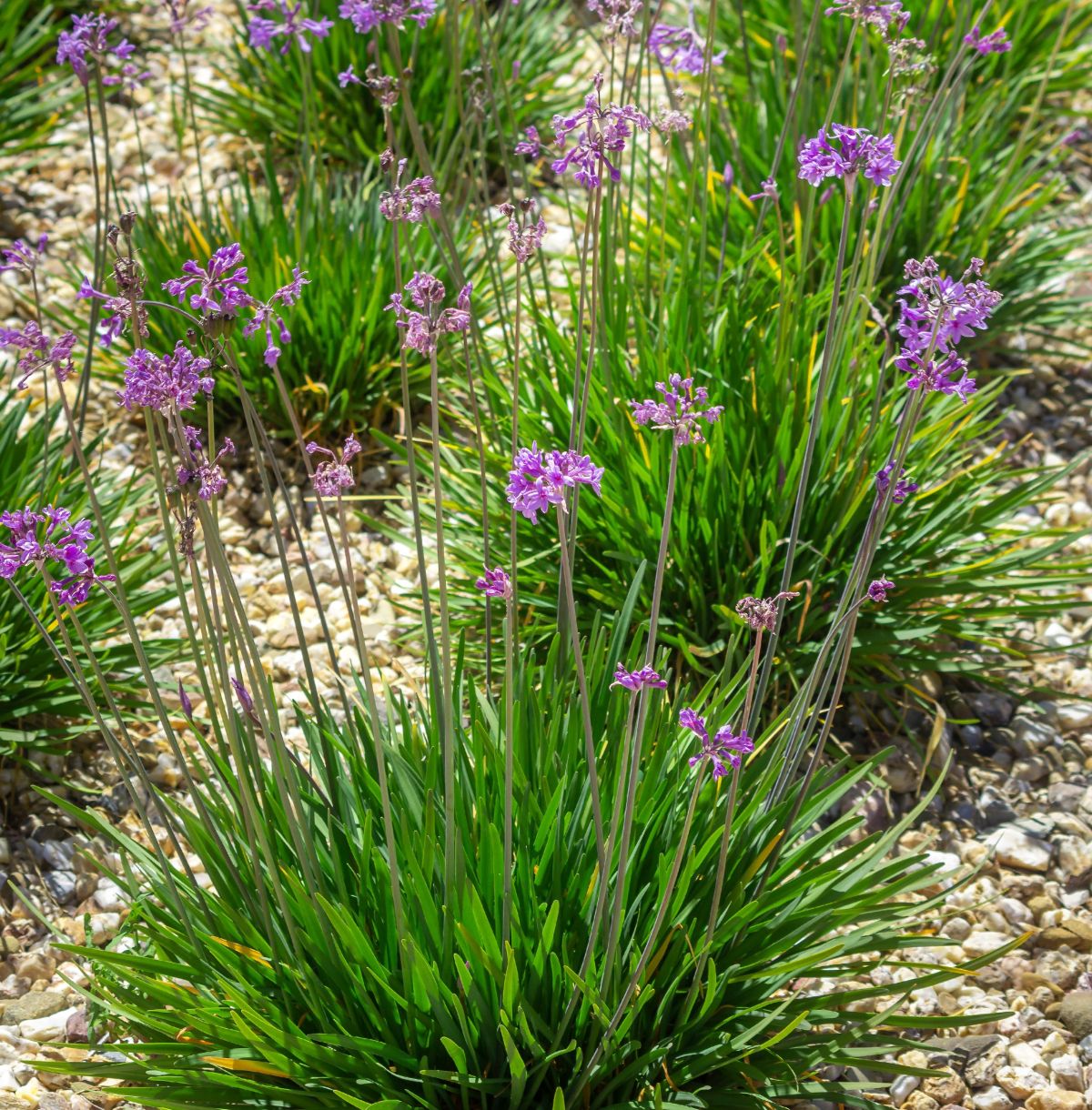 Ail violet d'Afrique du Sud