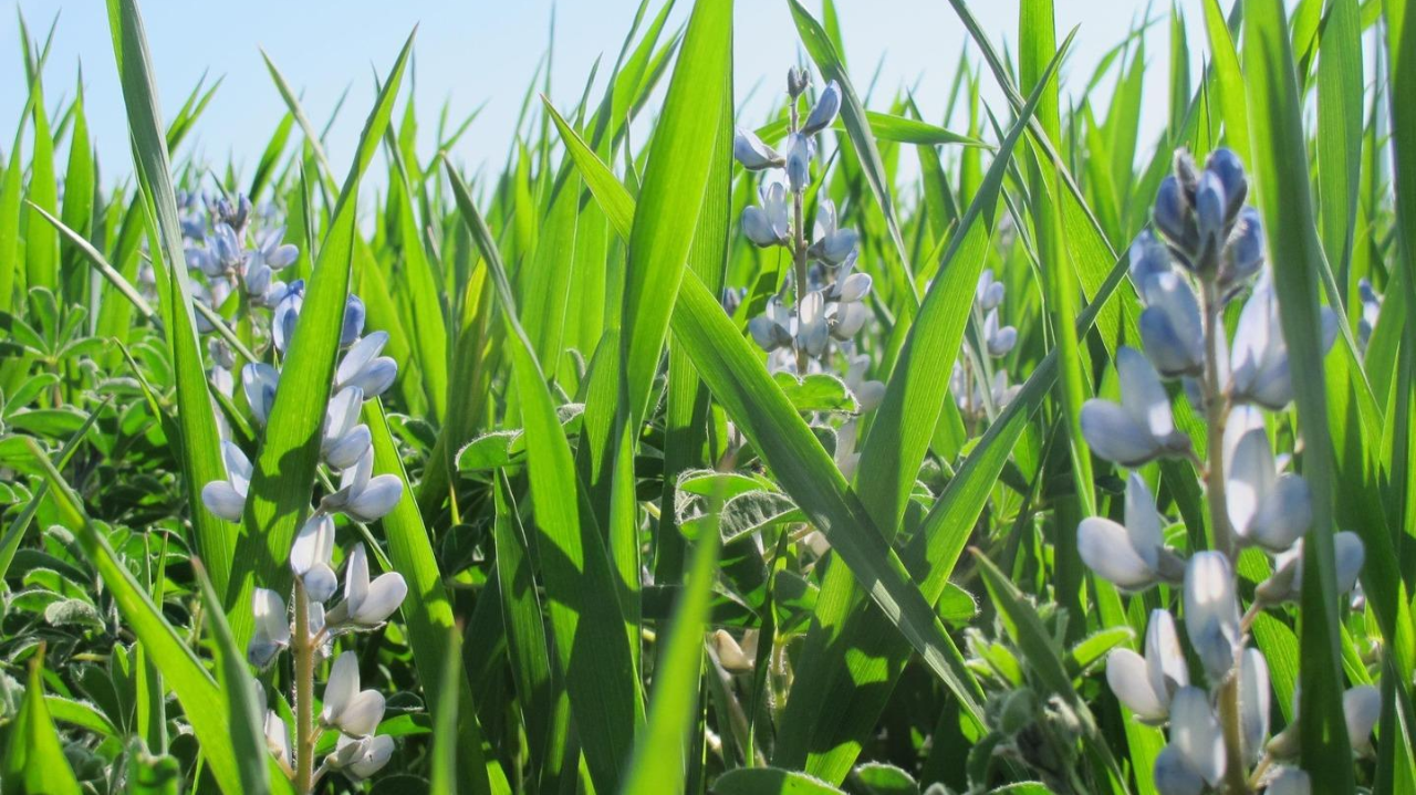 Avec PULSAR, le lupin passe du champ à l'assiette