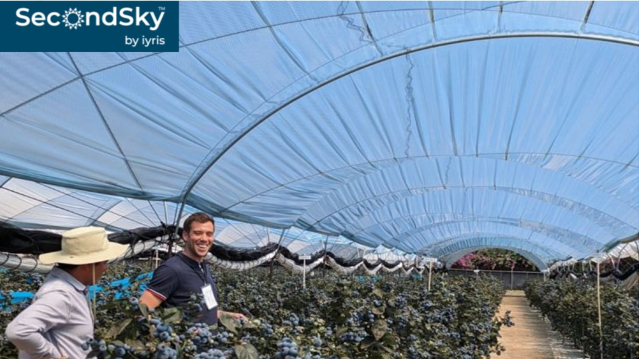 Oasis® SecondSky® -  Réduire le stress thermique des plantes et augmenter les rendements