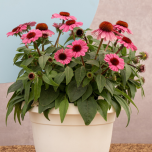 PANAMA™ ROSE | Echinacea