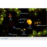 Ai Fluoresence Image scanning and Analysis System Gis-3100