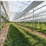 Agri-PV sur les vergers