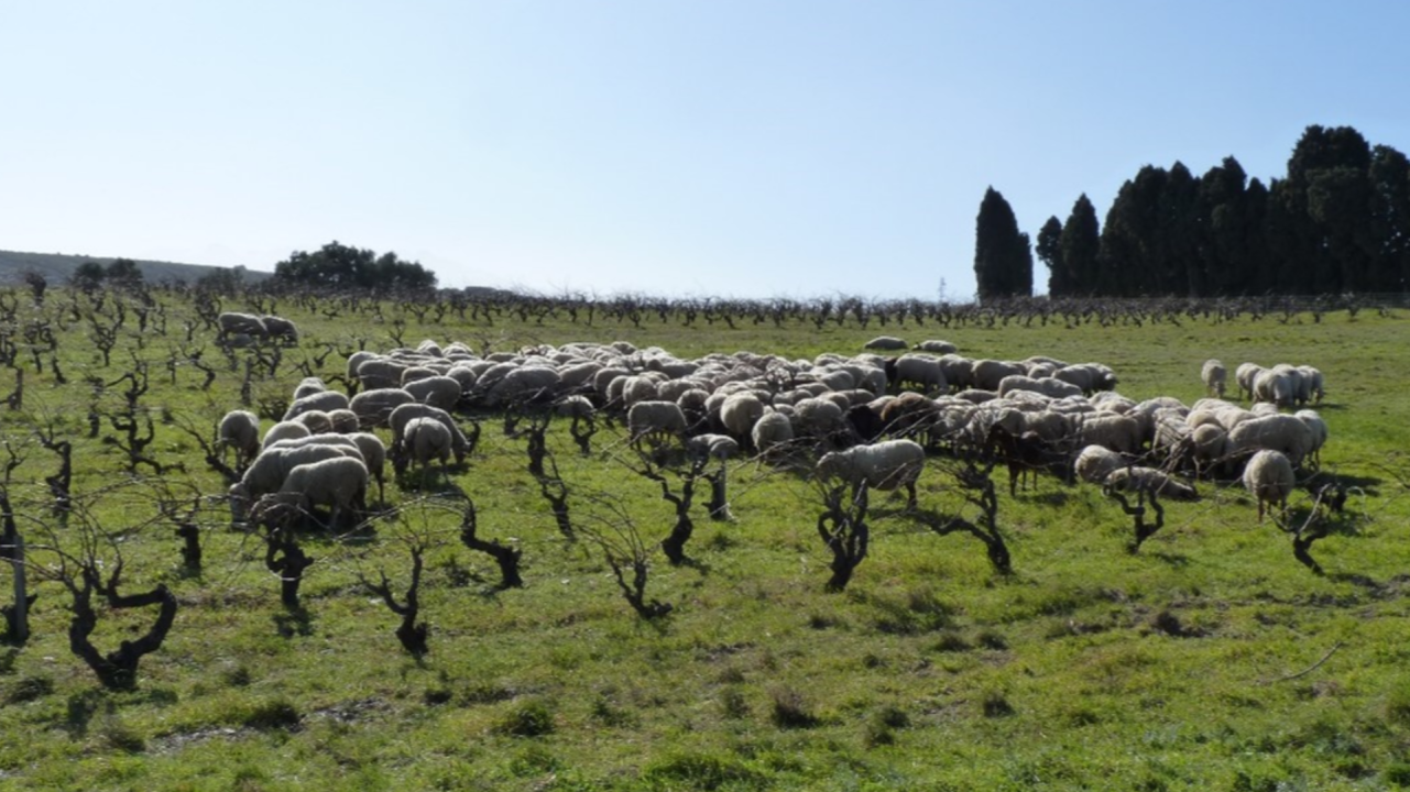Un espace ressource pour reconnecter l’élevage et le végétal spécialisé