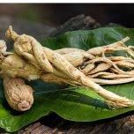 PurGinseng™ Panex Ginseng Extract