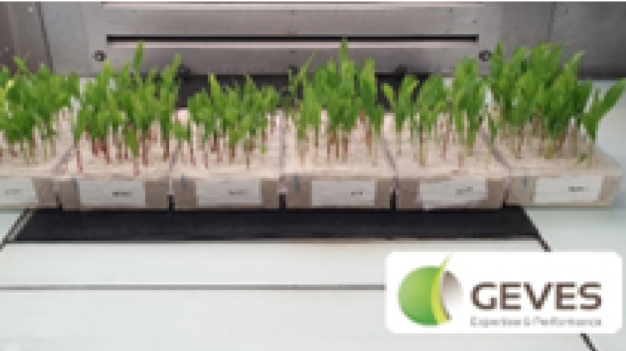 Qualité germinative et vigueur des semences : comment et pourquoi ?