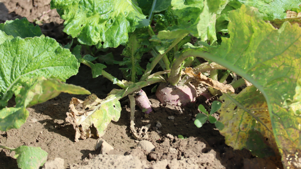 Lutte contre les coléoptères phytophages sur navets, grand radis et choux