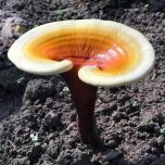 Organic Reishi (Ganoderma lucidum) Dual Extract 15:1