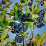 FENACTIVE® Antiviral support