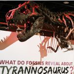 Smithsonian Natural History Tour by Babylon Tours