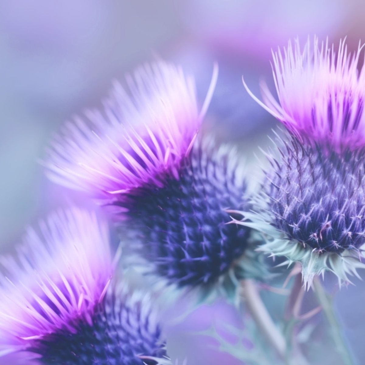 SILACTIVE®: INNOVATIVE MILK THISTLE EXTRACT