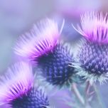 SILACTIVE®: INNOVATIVE MILK THISTLE EXTRACT