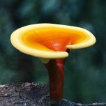 Organic Reishi (Ganoderma lucidum) Powder