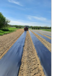 Black BIOPOLYANE+ 15µm