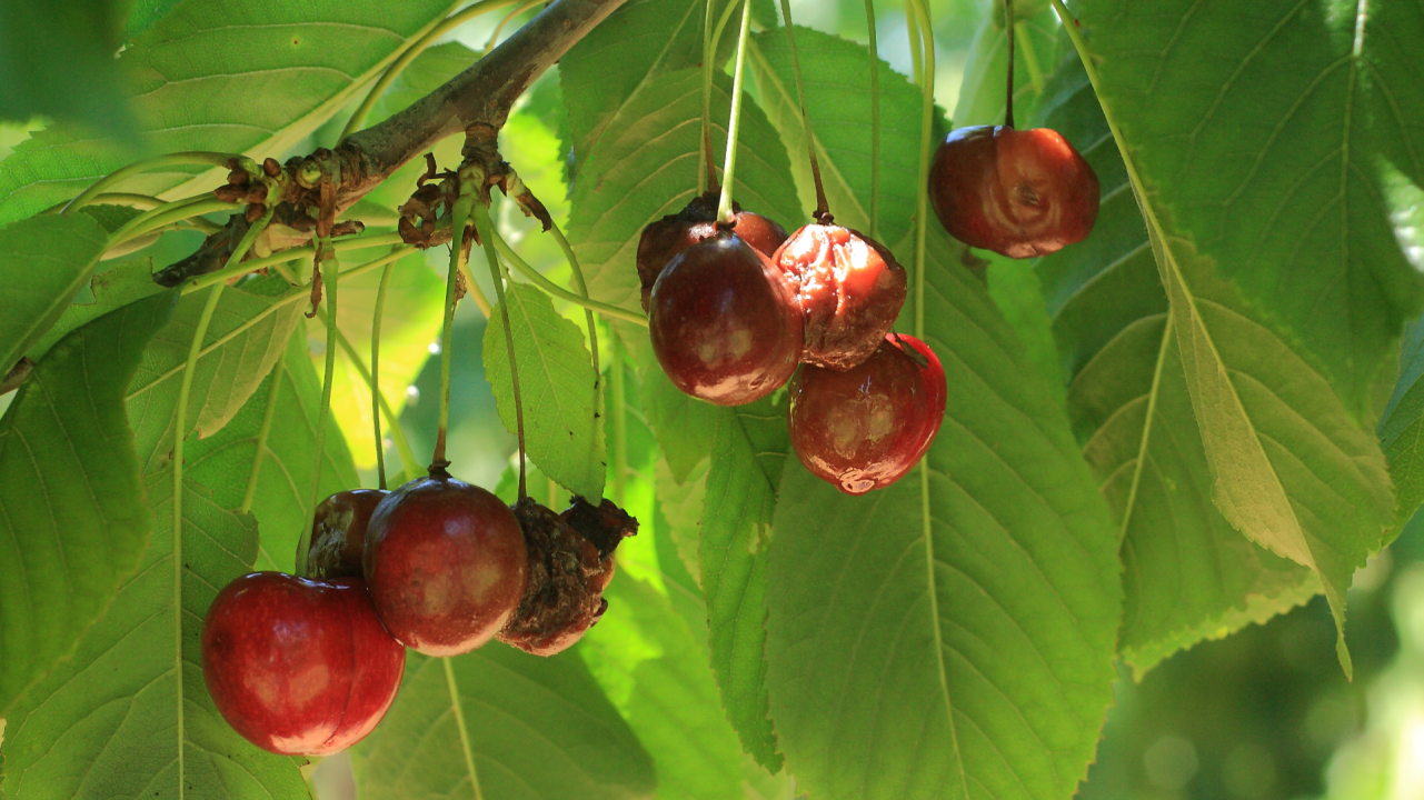 Lutte contre Drosophila Suzukii en cerisier