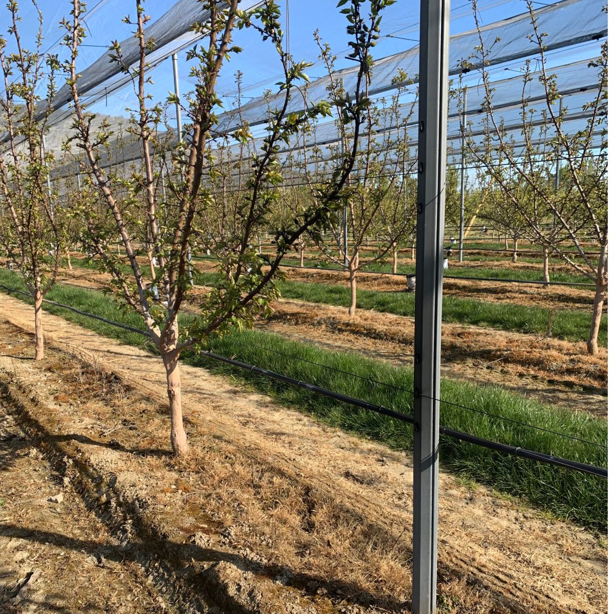 Poteaux acier arbopic