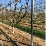 Poteaux acier arbopic