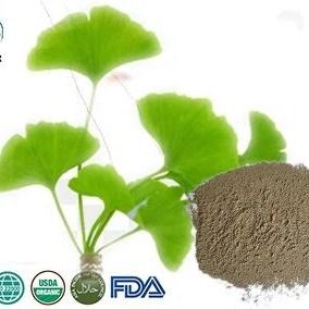 Organic Ginkgo Biloba Powder