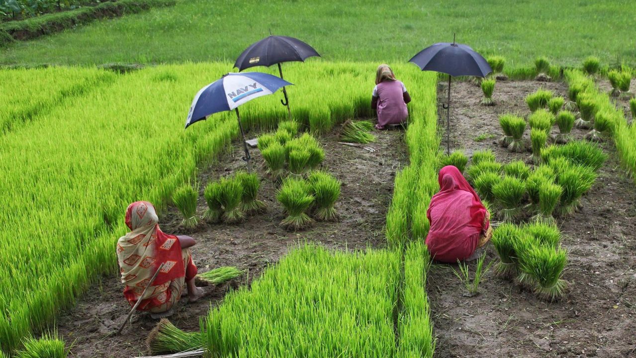 Breakout 1C: Greening the MSD approach in agriculture