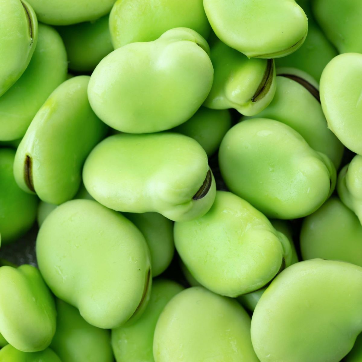 ATURA Fava Bean Protein 85%