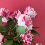 Body Mist Skin Toner - Rose Scentimental