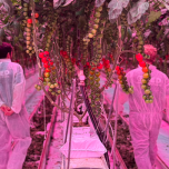 Accompagnement photobiologique