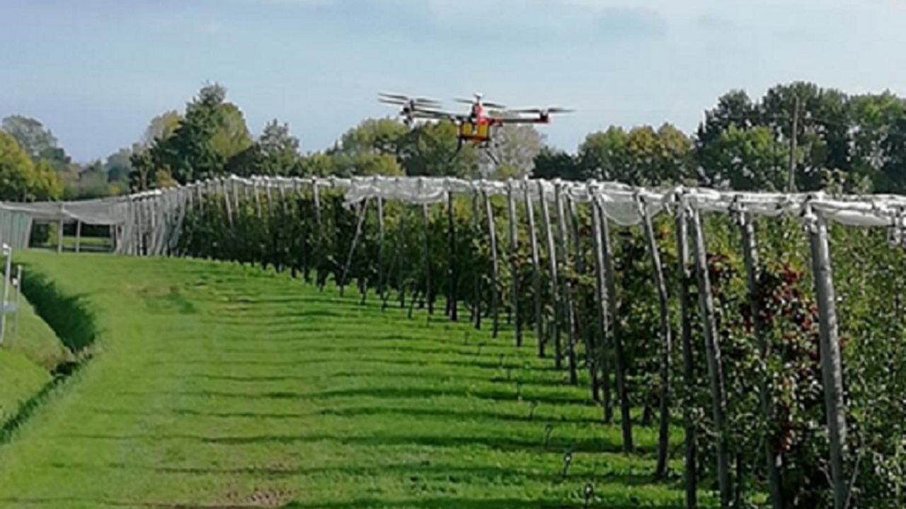 Application larves de chrysope dans les cultures végétales spécialisées (arboriculture, vigne) via drone.