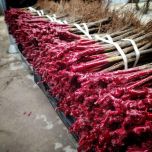 Plants de vignes en tiges hautes - 60 cm