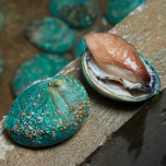 Abalone (Haliotidae family)