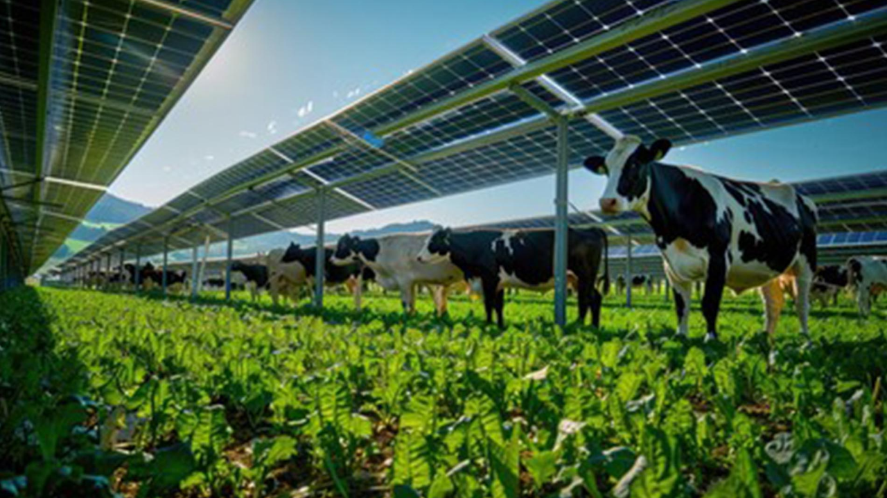 Agrivoltaïsme : nouvelle voie de diversification ?