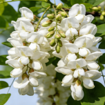 Sophora Japonica Buds Extract
