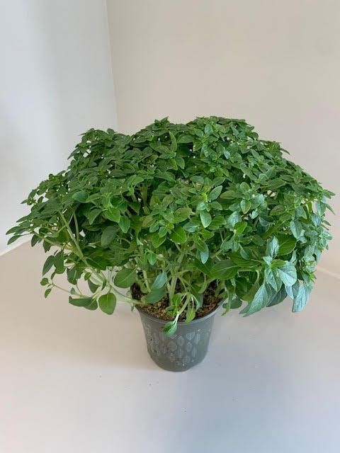 Basilic à fines feuilles