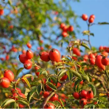 Rosehip Extract