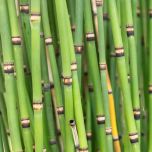 Plantes de rives et berges