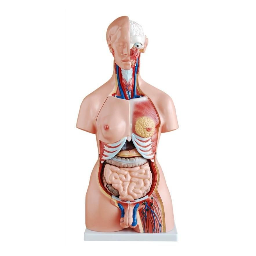 Anatomical Torso Model