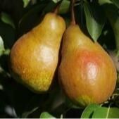 Poire Kiara® - Cepora cov