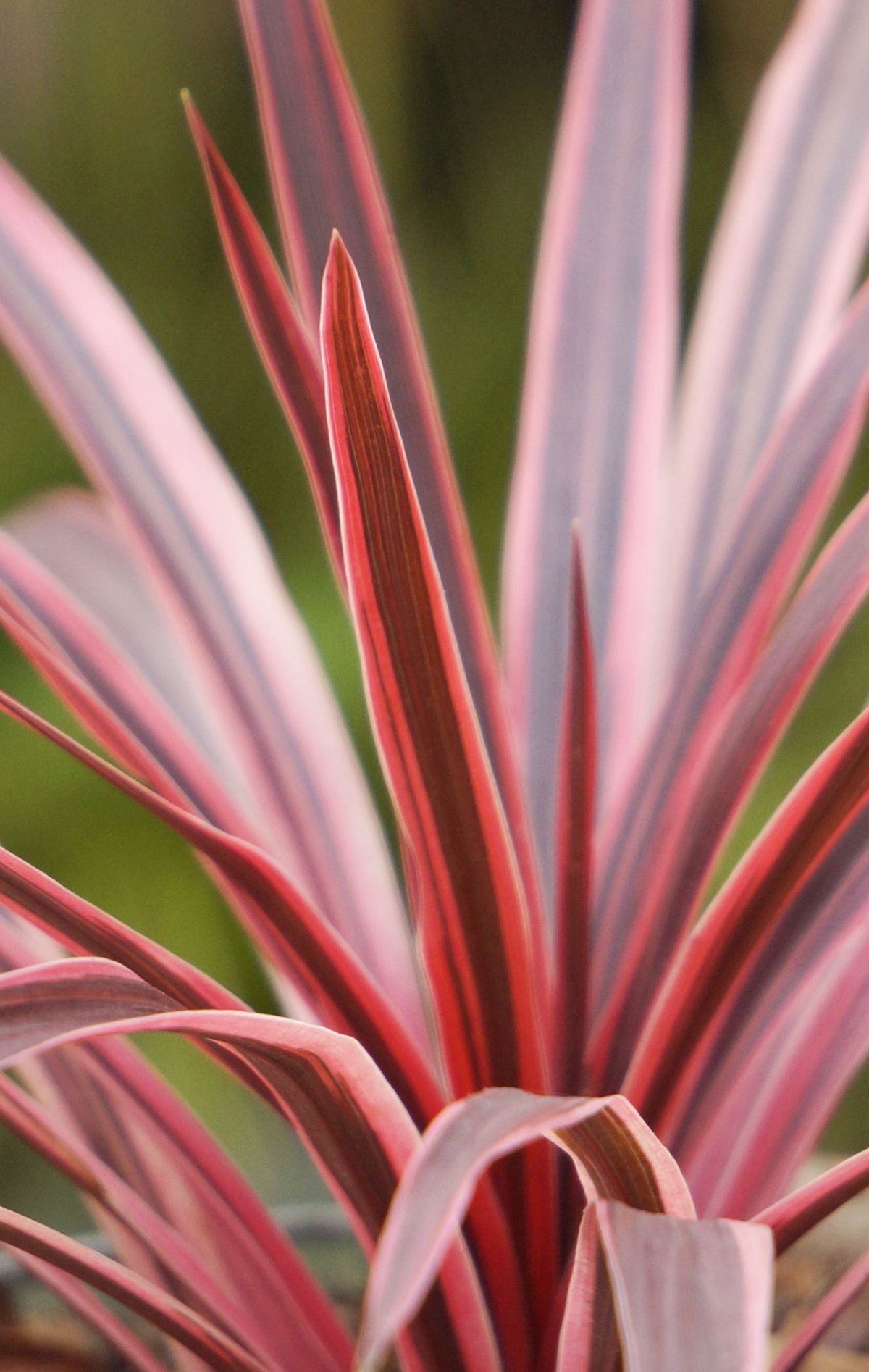 Cordyline australe Pink Star