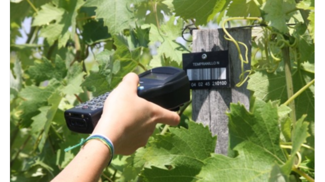 Les VIFA (Variétés d’Intérêt à Fin d'Adaptation) et leur déploiement sur les territoires viticoles