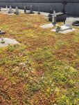 Tapis de sedum