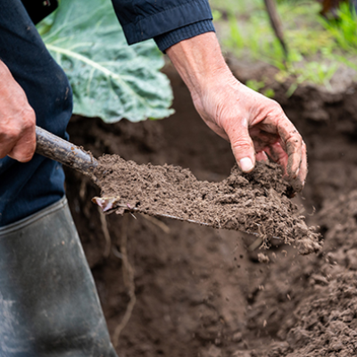 Vitalis organic seeds