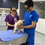 Berylas Veterinary Laser for Dogs/ Cats/ Equines/ Rabbits/ Pets …