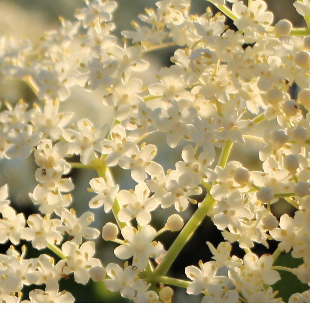Elderflower