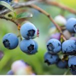 Oculoxin® For visual health and support