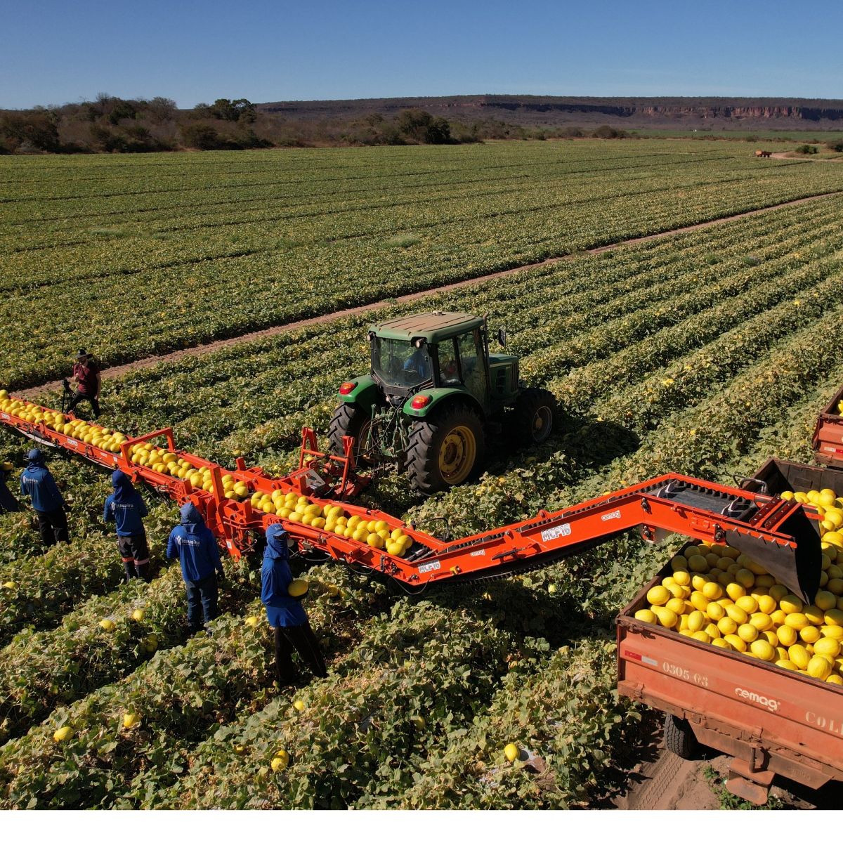 MCF16 - MÁQUINA PARA COLHEITAS DE FRUTAS E LEGUMES