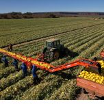 MCF16 - MÁQUINA PARA COLHEITAS DE FRUTAS E LEGUMES