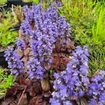 Plantes de rives et berges