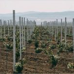 Tuteurs Vigne | Vergers | Oliviers
